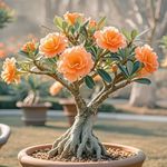 Perennial Desert Rose- Fragrant Flowers- Suitable for Garden Plants- Landscape Design- Indoor and Outdoor Potted Plants.-1 Bulb-J