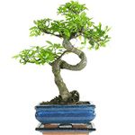 Chinese Elm, Bonsai, 7 years, 27-32 Centimetres