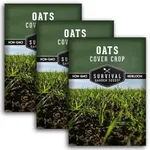 Survival Garden Seeds Oats Cover Crop Seed for Planting - 3 Packets with Instructions to Plant & Grow High Yielding Oats as Cover or Food Crop in Your Vegetable Garden - Non-GMO Heirloom Variety