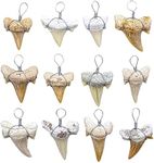 Fun-Weevz Real Fossil Shark Teeth f