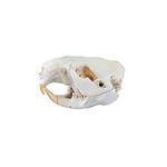 Genuine Beaver Skull Taxidermy Animal Bones Unique Animal Hunting Cabin Decor