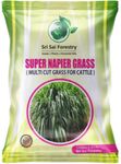 SRI SAI FORESTRY Super Napier Grass Seeds for Cattle 1 KG | Multi Cut Grass Seed for Animal Fodder