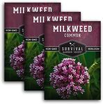 Common Milkweed Seeds for Planting - 3 Packs with Instructions Grow Asclepias Syriaca Wildflowers - Attract Monarch Butterflies & Help Conservation Non-GMO Heirloom Variety - Survival Garden Seeds