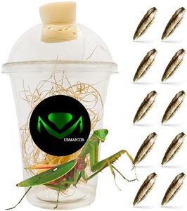 Tenodera Angustipennis Praying Mantis Ootheca (Ten Egg Cases) - Narrow Wing Mantis Species, Native to Asia, | Live Egg Case for Hatching, Ideal for Educational Projects, Easy Care & Maintenance
