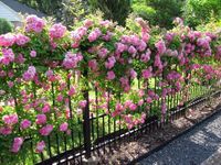 Peggy Martin Climbing Rose - Live P