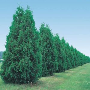 40 Thuja G