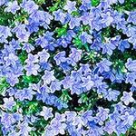 GardenersDream Lithodora Heavenly Blue - Evergreen Shrubs, Perennial Plants Garden Ready - Outdoor Plants with Deep Blue Summer Flowers, Lush Rockery Plants Hardy Ready to Plant