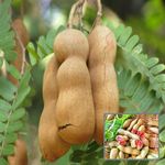 HAPING Red Sweet Tamarind Imli Grafted Fruit Live Plant (1.5-3 Feet Height)