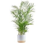 Costa Farms Bamboo Palm, Easy to Gr