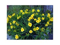 GARTHWAITE NURSERIES® : - 2 Stella D'oro Day Lily (Hemerocallis) Bare Root Garden Summer Perennial