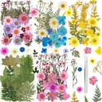 146PCS Real Dried Pressed Flowers and Press Leaves Natural Colorful Handmade Flower Petals for DIY Face Decoration Resin Candle Nail Pendant Crafts Art Floral Decorations (148PCS)