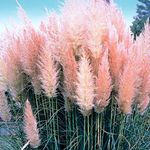 1 X Pink ROSEA CORTADERIA SELLOANA Pampas Grass PUMILA Tall FEATHERY Decorative