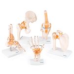 Myaskro® Anatomical Human Joint Models Set Of 5 - Knee Joint, Hip Joint, Shoulder Joint, Foot Joint And Hand Joint Model