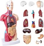 NEW HORIZON Newest 2024 Human Anatomy Torso Model 10.5 Inch Anatomical Assembly Model of Human Organs 15 PCS Removable Organs School Medical Education Display with Detailed Installation Manual