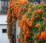 Flame Vine Orange Trumpet Vine Creepers & Climbers Flower Plant, Orange Tecoma Flower Bignonia Pyrostegia Venusta, Live Plant With Black Plastic Pot (orange tecoma)