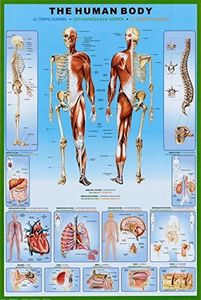 1art1 Le Corps Humain Poster Anatomie Affiche Murale 91x61 cm