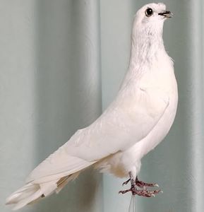 White Pigeon Taxidermy, Real Pigeon Specimens for Science Education, Home Garden Ornament Miniature Decoration