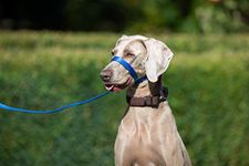 UniWalker Figure of 8 Training Lead For Dogs That Pull. Soft, Padded.& Comfortable. 3 Leads in 1. Blue