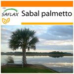 SAFLAX - Garden in The Bag - Palmetto Palm - 8 Seeds - Sabal Palmetto