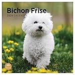 2024 Bichon Frise Monthly Wall Calendar by Bright Day, 12 x 12 Inch