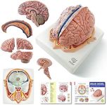 Evotech Human Brain Model w/Arteries, 7 Parts Life Size Anatomy Brain Model on a Base Show Horizontal Plain Through Eyeball Level for Science Classroom Study Display, Manual Included