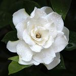 Gardenia Plant 'Crown Jewels' Cape Jasmine Evergreen Hardy Shrub Fragrant White Double Blooms Low Maintenance Easy to Grow Your Own Exotic Garden Flowers 1x 9cm Potted Plant by Thompson & Morgan