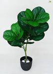 Blooming Floret Artificial Fiddle-Leaf Fig | 74.9 cm Tall Plant | 24 Leaves | with Basic Black Pot | Big Ornamental Plant for Interior Decor/Home Decor/Office Decor/Gifting | Tropical Plant | Durable