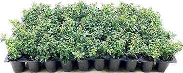 Soft Touch Compact Japanese Holly | 10 Live Plants | Ilex crenata | Low Maintenance Evergreen Shrub