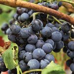 Thompson & Morgan Hardy Perennial Grapevine 'Gloire Van Boskoop', Potted Fruit Garden Plants, Ideal for Kitchen Gardens, Allotments, Patios and Containers (1 x 2.5 Litre Pot)