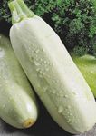 Gebdinsh Garden® Imported White Squash/Zucchini Vegetables Seeds For Kitchen Gardening (Pack Of 5 Gram Seeds)