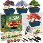 HOME GROWN Bonsai Tree Starter Kit 