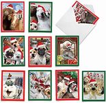 10 Assorted 'Holiday Animal Selfie' Christmas Cards with Envelopes 4 x 5.12 inch, Boxed Season's Greetings Cards, Funny Photos of Animals in Santa Hats Taking Christmas Selfies M2373XSB