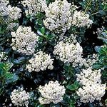 Escallonia Iveyi Bushy Scented Flowering Outdoor Potted Evergreen Shrub (20-30cm (Incl. Pot))