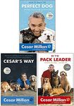 Cesar Millan 3 Books Collection Pack Set - How to Raise the Perfect Dog, Cesar's Way & Be the Pack Leader