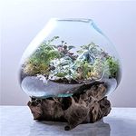 BELLISSIMO DECOR Savywoods & Decor Clear Molten Glass On Indonesian Teak Driftwood Base Decorative Bowl Vase Terrarium Planter-Large