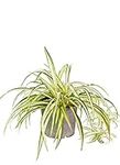 All Occasions, Chlorophytum Variegatum - Spider Plant Real Indoor Plant for Home, Bedroom, Kitchen and Living Room, Perfect for Clean Air, Delivered Next Day Prime