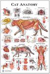 Cat Anatomy Poster Veterinary Anato