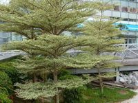 Large Shade Trees