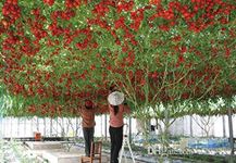 Climbing Tomatoes