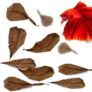 SunGrow 50 Pcs Mini Catappa Indian Almond Leaves for Betta Fish Aquarium, Shrimp, Frogs, Improves Habitat, Gives Tea Color, Helps in Lowering Aquarium Water pH, Improves Immunity