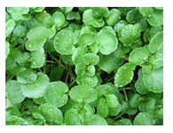 PREMIER SEEDS DIRECT - WATERCRESS - 1.5GM - NASTURTIUM OFFICINALE