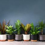 Air Purifying Evergreen 6 x Indoor 