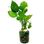 JESAA GREENS Live Money Plant With Glass Vase Pot For Home & Office Décor | Easy Care | Air Purifying | Lucky Plant | Plant for Gifting | Indoor & Outdoor Decoration | Set of 1