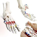 Foot Skeleton Model on Elastic