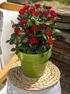 Perennial Farm Rosa Petite Knock Out – Live Flowering Shrub, Size #2 Container, Compact Red Rose Blooms – Low Maintenance, Continuous Blooms, Ideal for Borders & Containers
