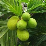 Breadfruit