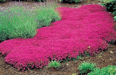 Ground Cover Plants