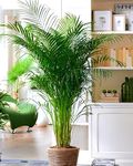 SEILOZBUNIA FARM - Wonderful Indoor Outdoor Decoration Natural Live A Big Size "Areca Palm" Tree || For Home Garden Tree Outdoor indoor plant pack of 1.