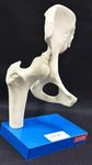 AI-Human Hip Joint Model/For Anatomical Studies/Demonstration For Medical Professionals and Students/for Teaching Patient Education & Anatomy Study/Anatomical Model