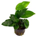 Live Aquarium Plant "Anubias nana"